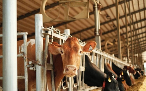 Assessing PFAS Contamination on Dairy Farms in Maine