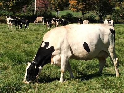 Stonewall Farm organic dairy herd