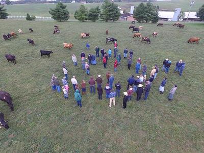 drone close up of tour in field with cows
