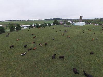 Drone of pasture with cows and people in background