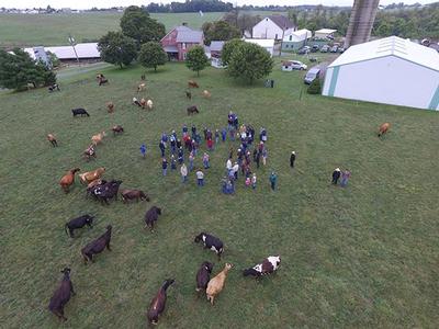 Drone with cows and people below not too many buildings