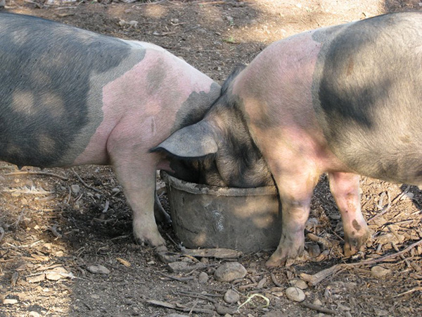 011315_Two_pigs_with_their_heads_in_a_bowl