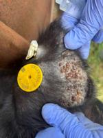 Ask the vet pic thumb