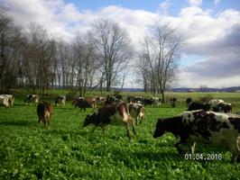 Cows grazing winter annuals in January_thumb