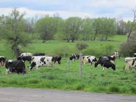 Cows grazing_thumb