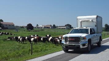 Delivery truck on road in front of belted cows_thumb
