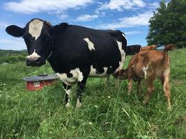 Just Beginning: An Organic Raw Milk Dairy Journey: Family Cow