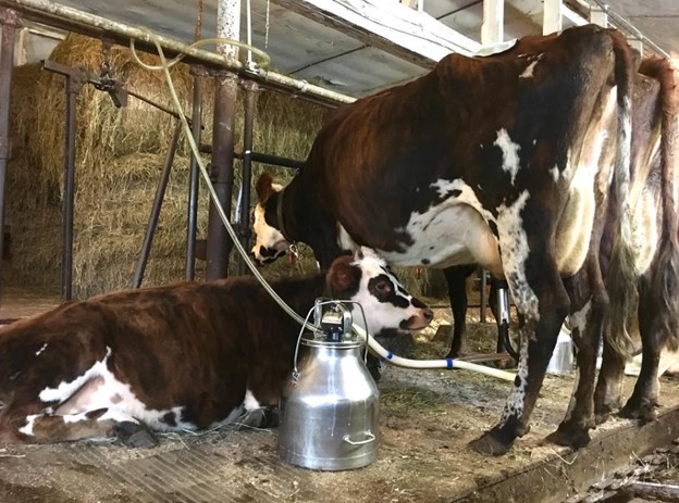 KissTheCow 05