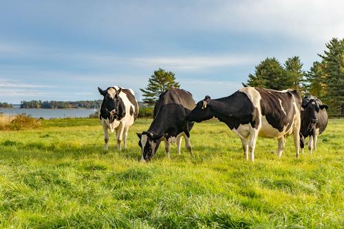 WNC_Cows_Pasture_Ocean_small