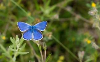 blue butterfly thumb