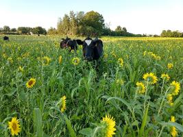 cows grazing among sunflowers Choiniere Farm 719_thumb