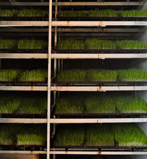 ff_11_13_11_sprouted_barley_growing_in_trays