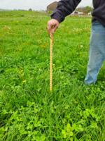 grazing stick pic thumb