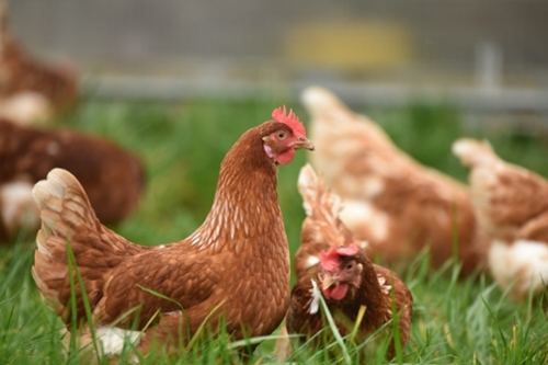 New Organic Animal Welfare Rules are Now Final*