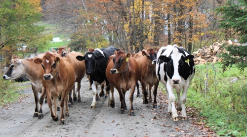 The Next 25 Years of Organic Dairy in the Northeast – What will it look like? September 25 & 26, 2025