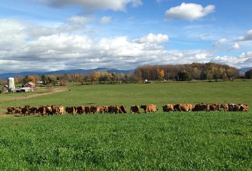 Cows grazing at Severy Farm, Cornwall, VT